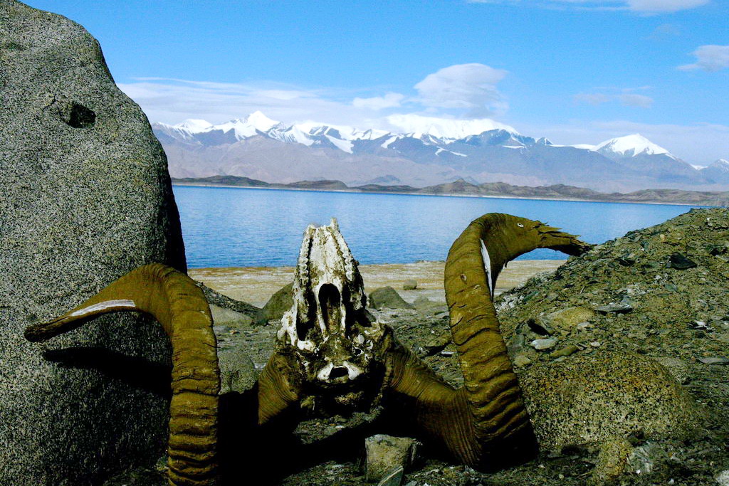 Petualangan Garis Batas di Atap Dunia (Tajikistan via Uzbekistan & Kirgizstan) (Juni 2025)